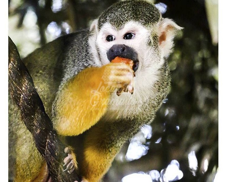 GramadoZoo Gramado-RS
